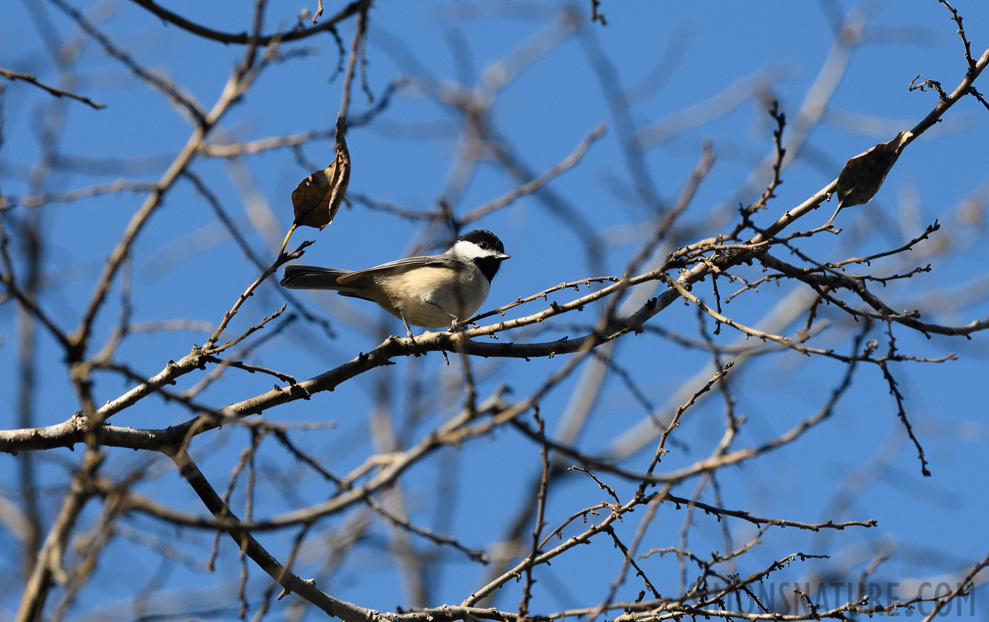 Poecile carolinensis carolinensis [400 mm, 1/2000 sec at f / 7.1, ISO 1600]